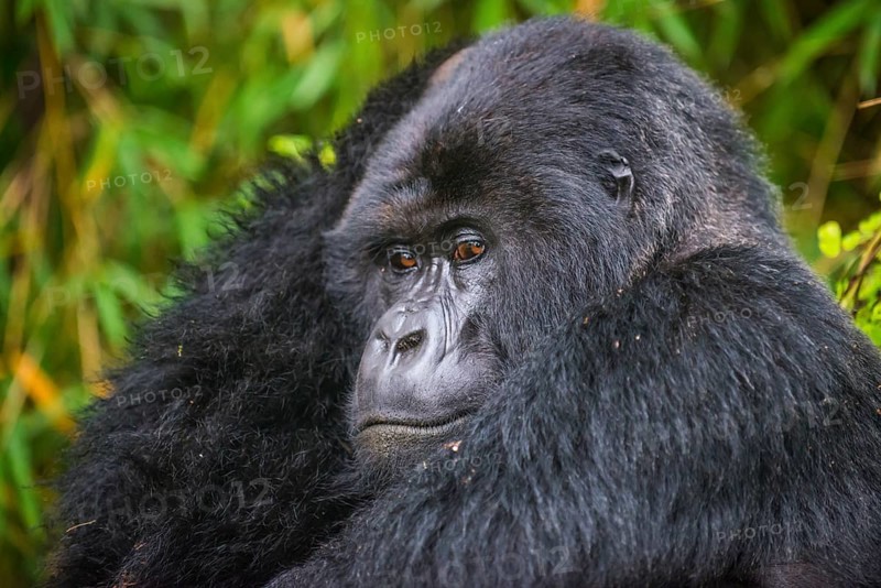 Mountain gorilla