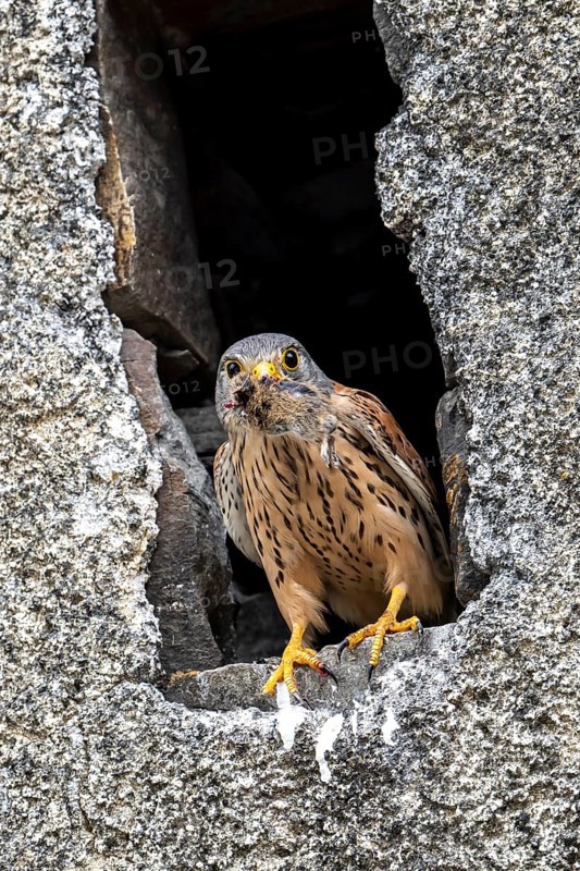 Common kestrel