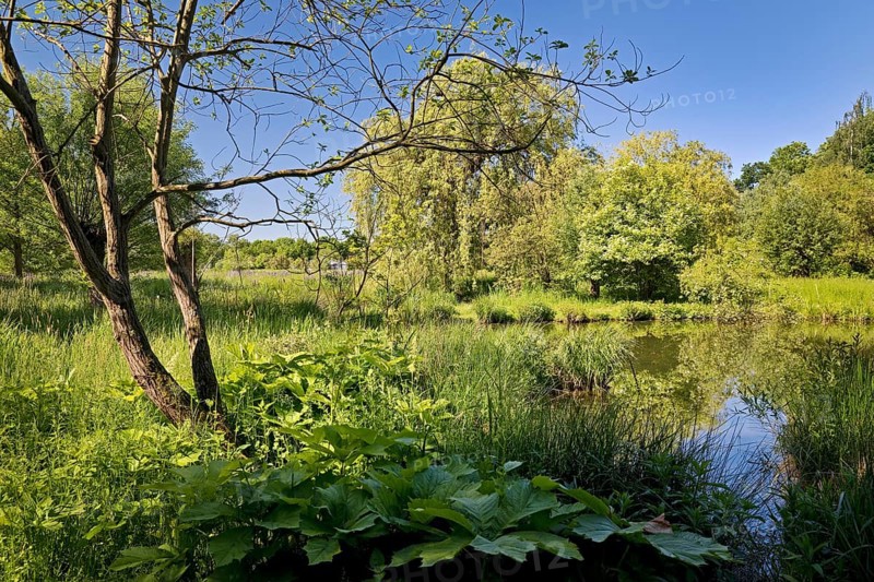 Floodplain landscape with the Erft in spring