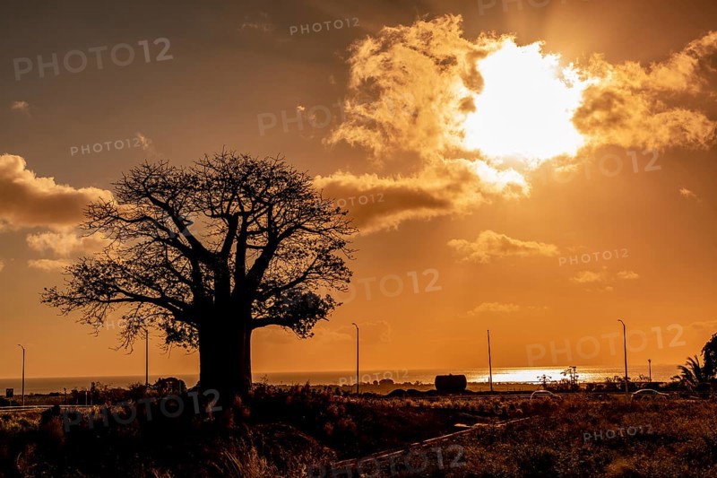 Silhouette of Baobab