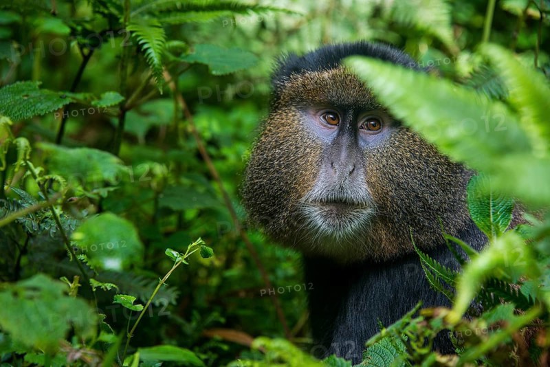 Golden monkey