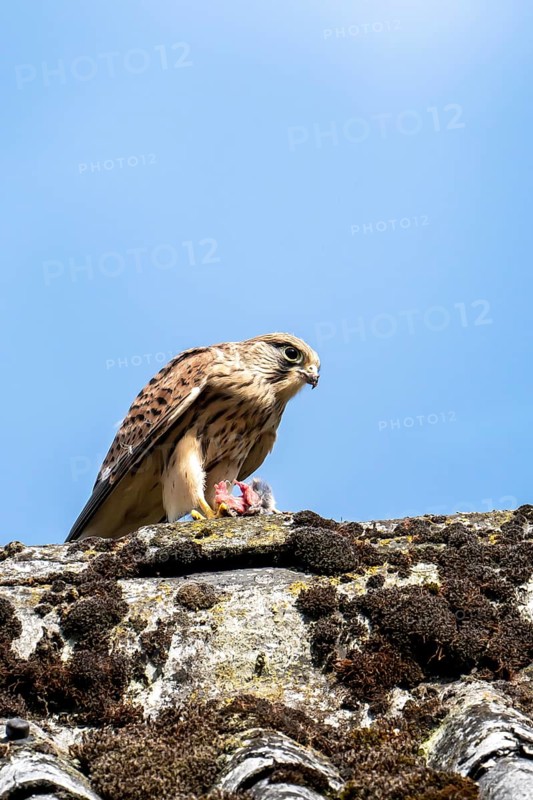 Common kestrel