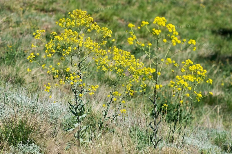Woad