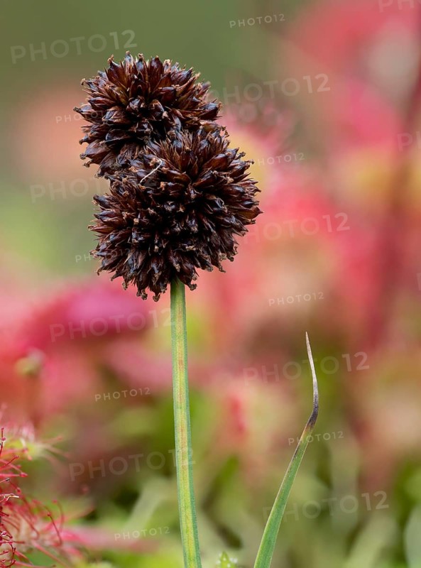 Swordleaf rush
