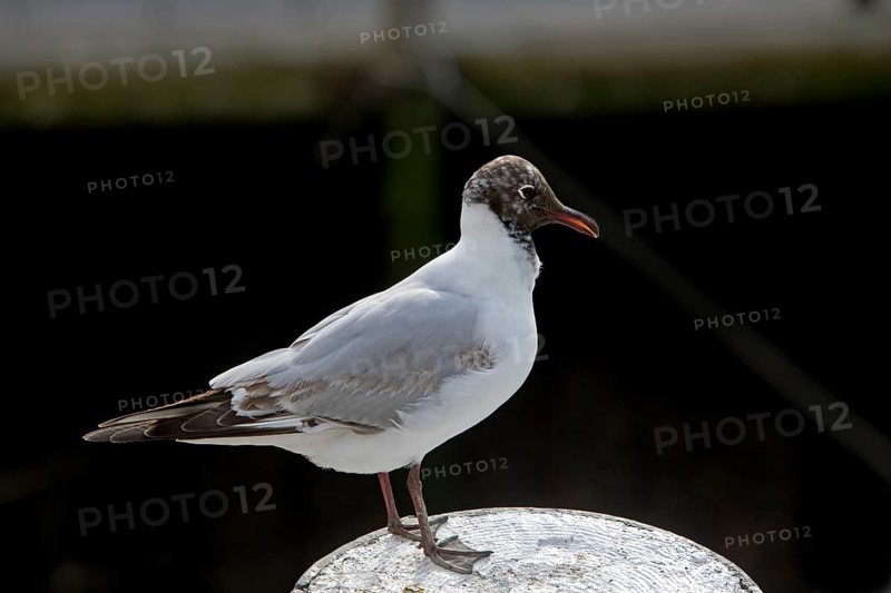 Black-headed gull