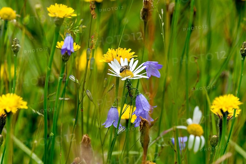 Flowering marguerite