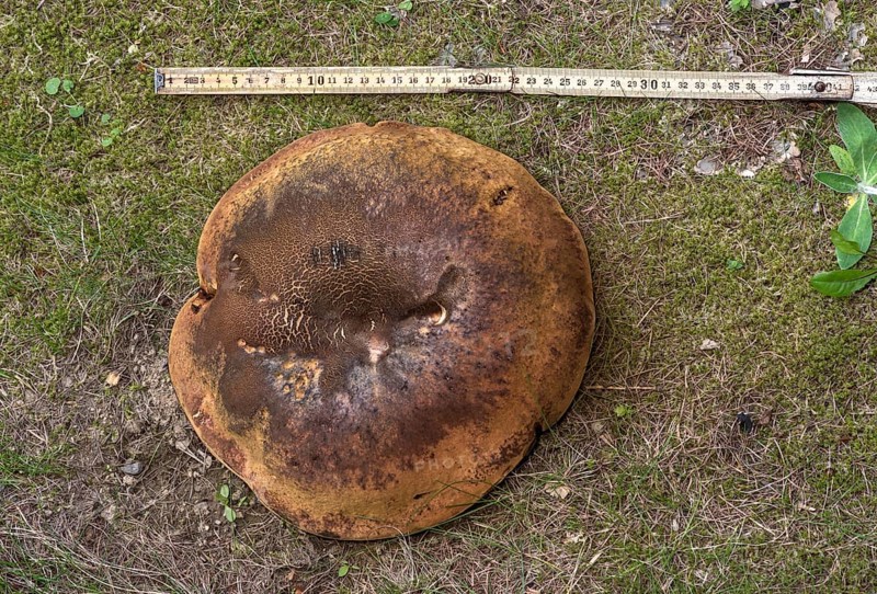 Measuring a mushroom cap with a metre rule