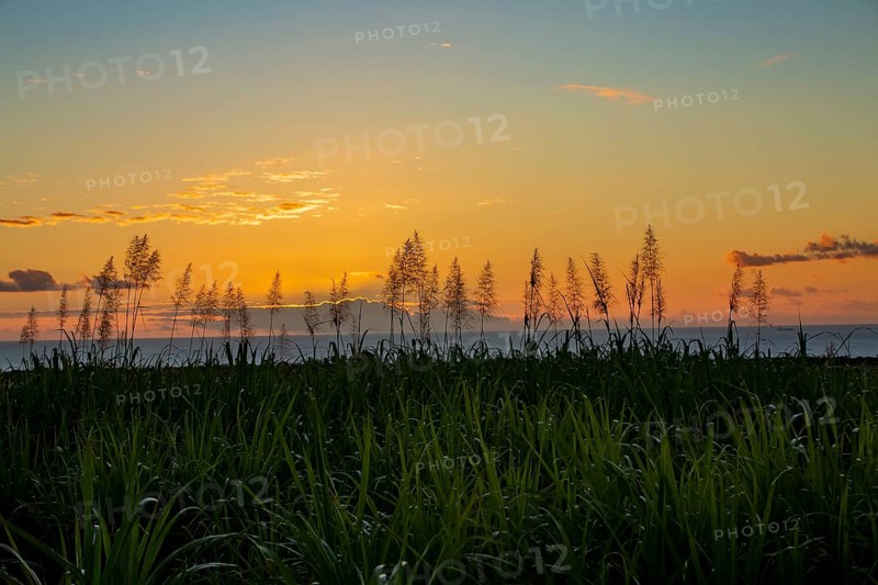Sunset over the ocean with blooming sugar cane plants village of Petite Riviere