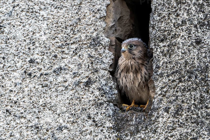 Common Common Kestrel