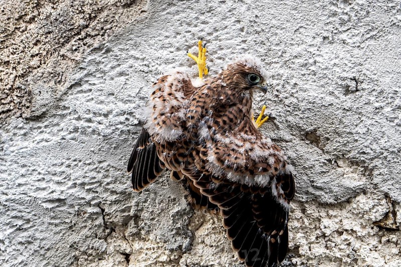 Common Common Kestrel