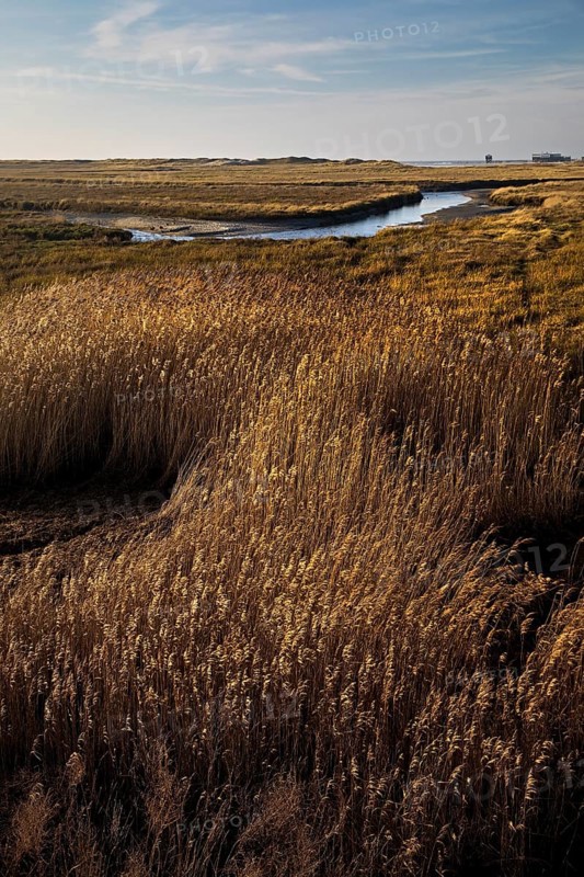 Vegetation and tideways in the Wadden Sea