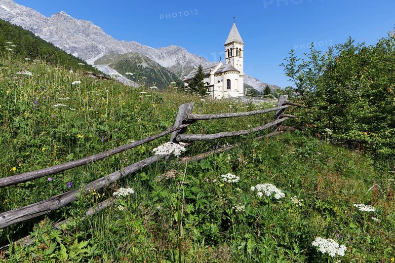 Mountain meadow with fence and flowers Wild carrot
