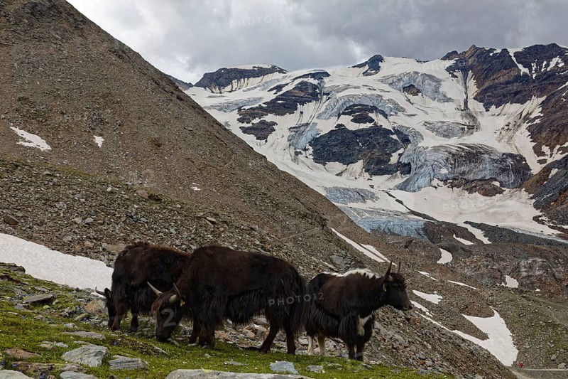 Three Tibetan domestic yaks