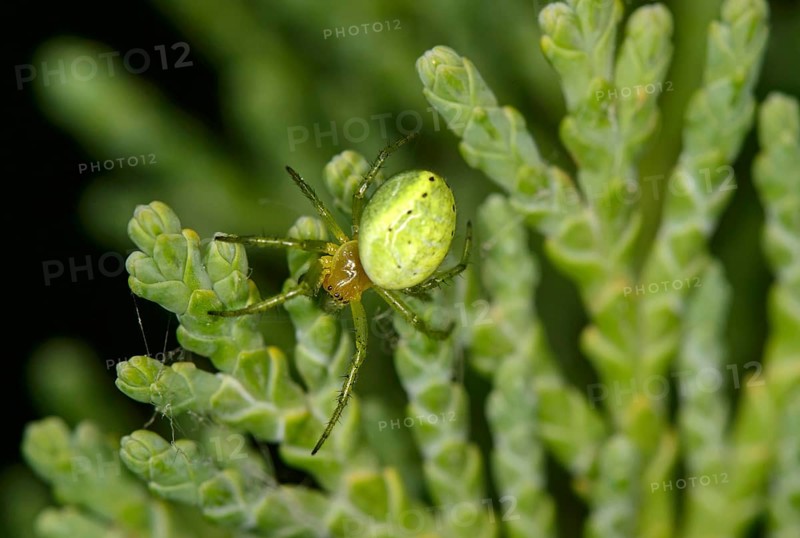 Cucumber green spider