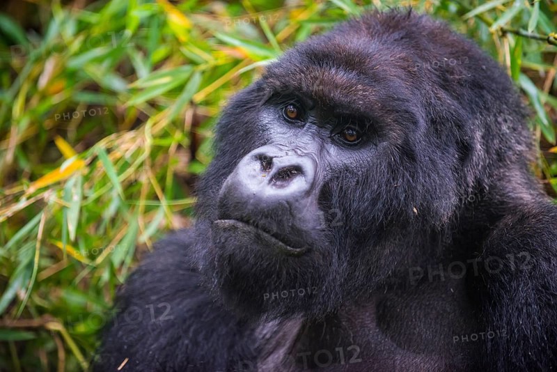Mountain gorilla