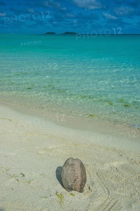 Coconut lying on a white sand beach before the turquoise waters in the Aitutaki lagoon