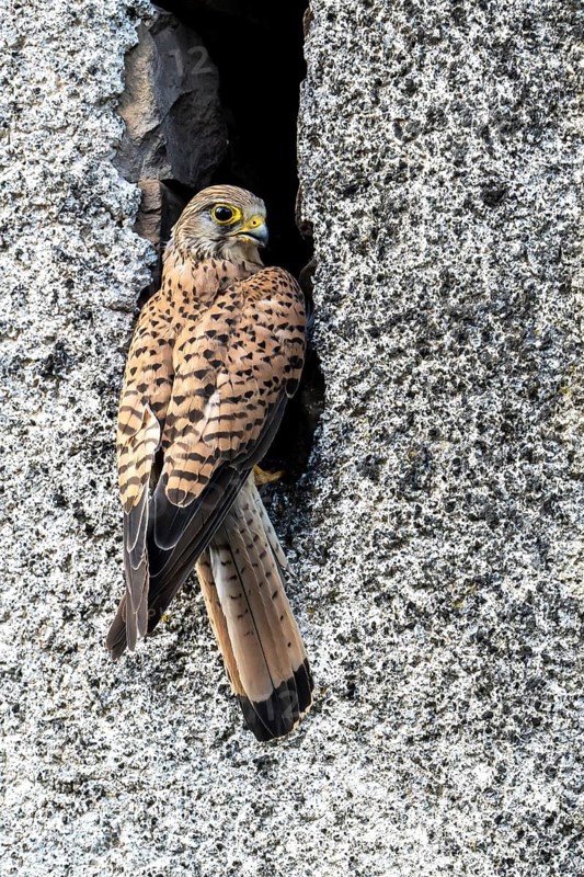 Common kestrel