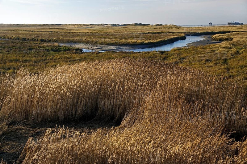 Vegetation and tideways in the Wadden Sea