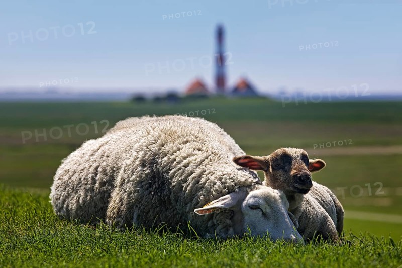 Domestic sheep