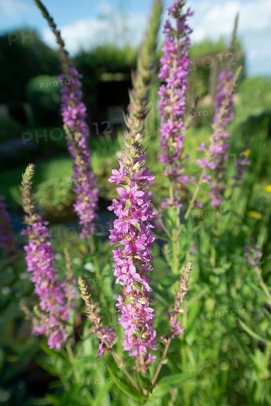 Purple loosestrife