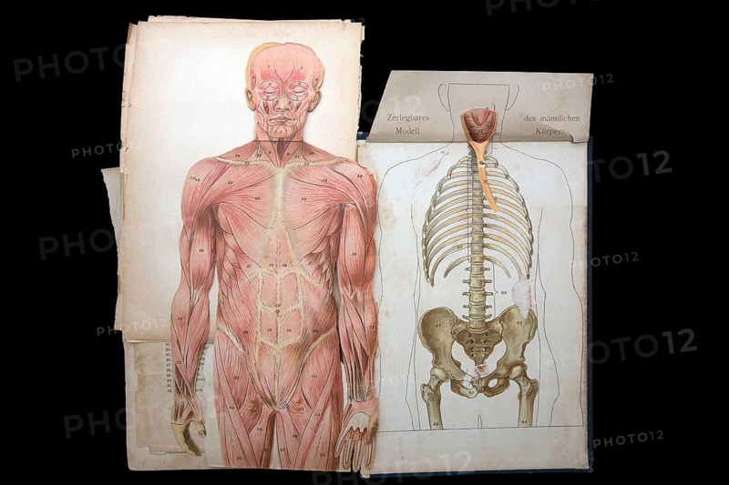 Dismountable model of a male body