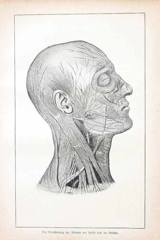 The branching of the nerves in the neck and face