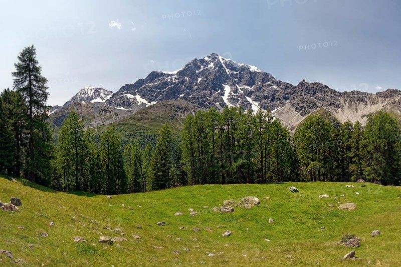 Mountain meadow with conifers
