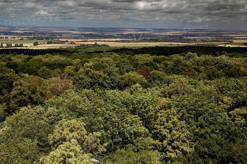 View from the treetop path to Hainich