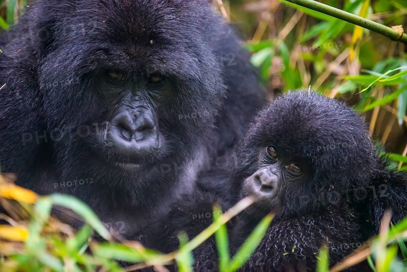 Mountain gorilla