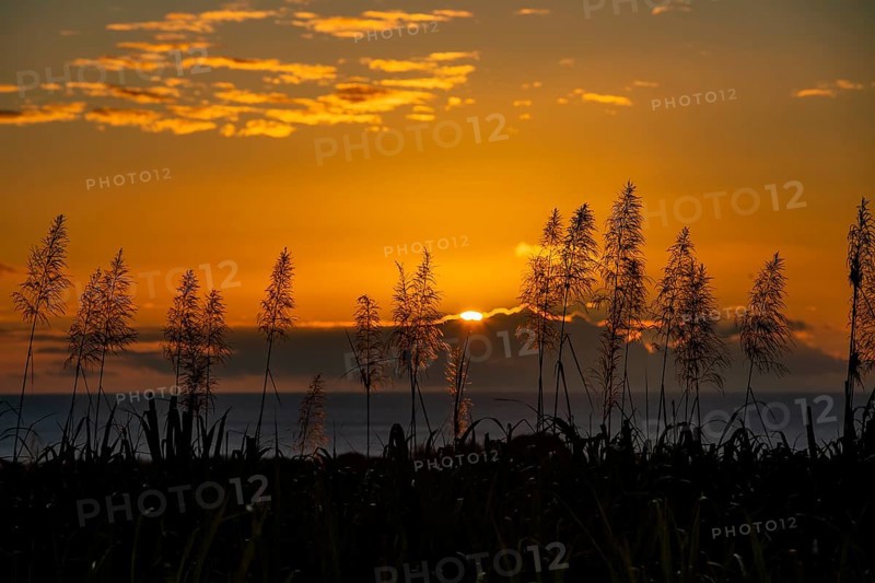 Sunset over the ocean with blooming sugar cane plants village of Petite Riviere
