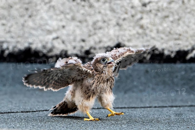 Common Common Kestrel