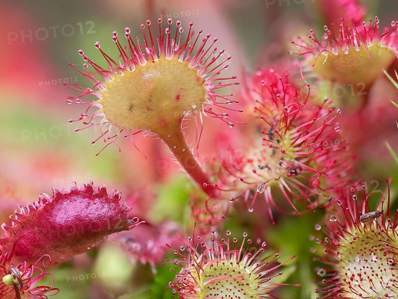 Common sundew