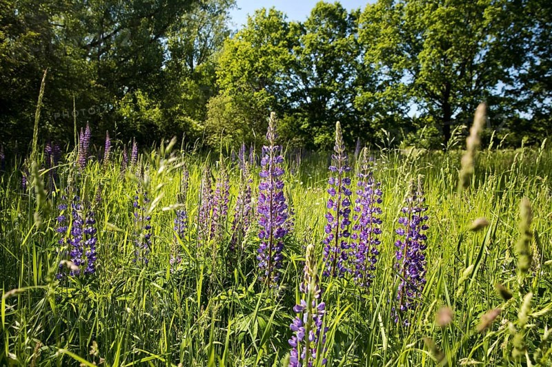 Floodplain landscape with lupines