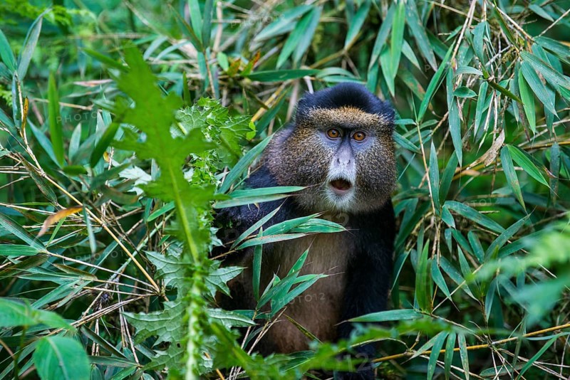 Golden monkey