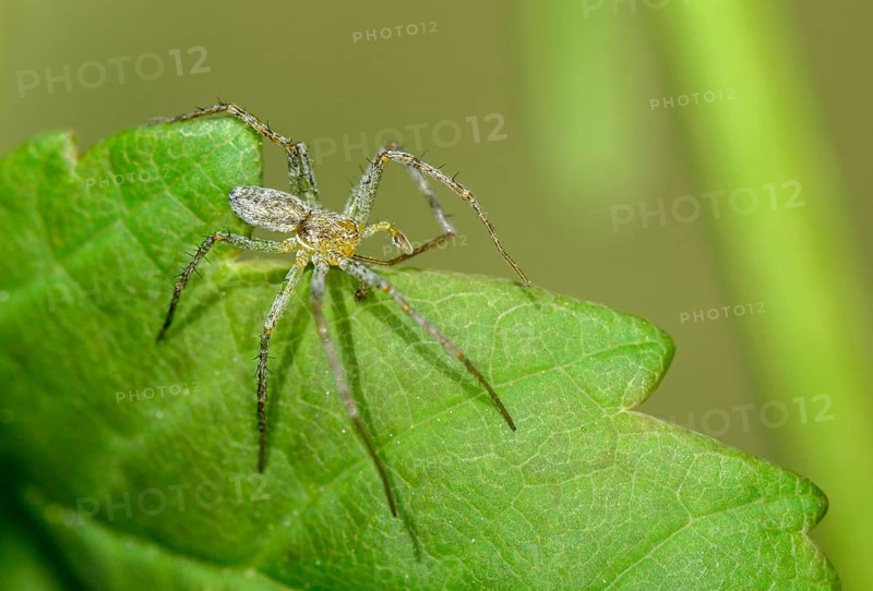 Bright flatback spider