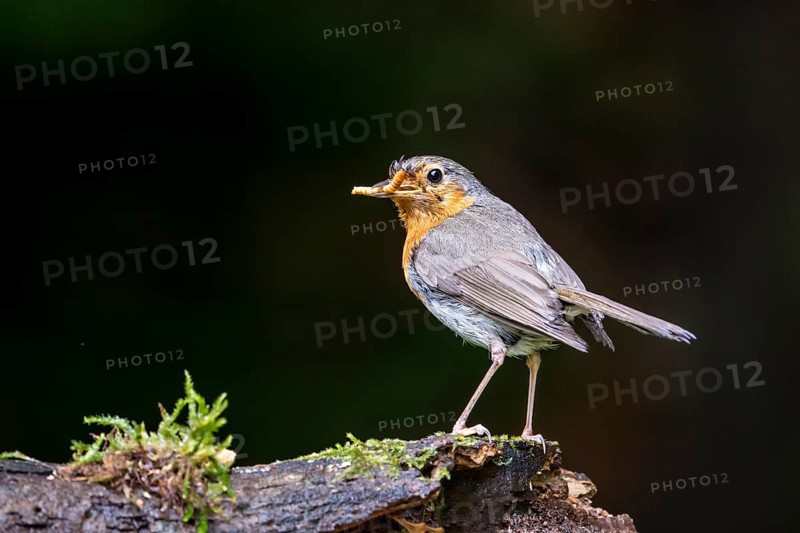 European robin