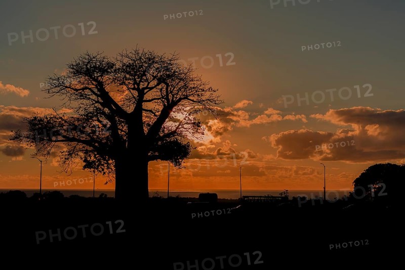 Silhouette of Baobab