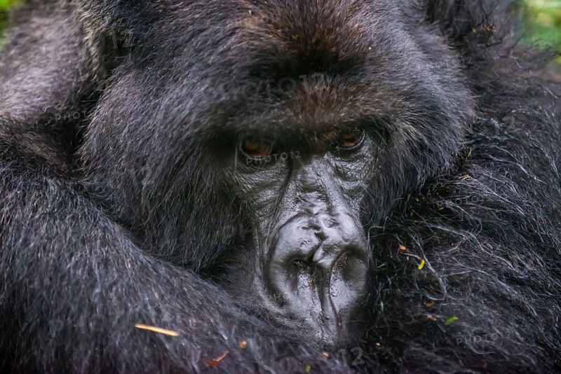 Mountain gorilla