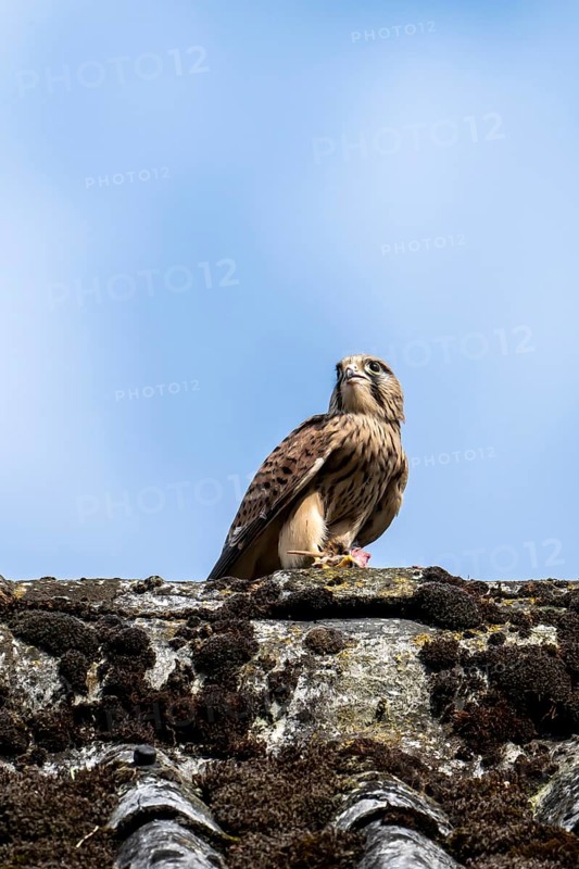 Common kestrel