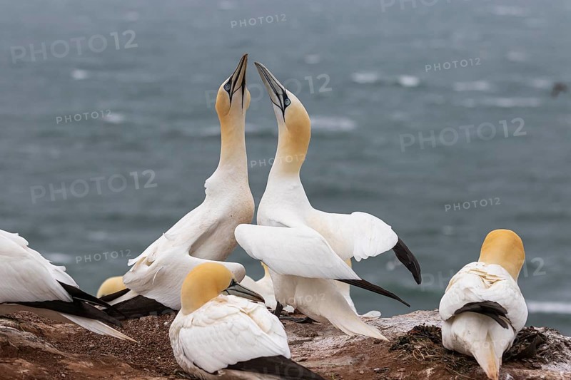 Northern gannet