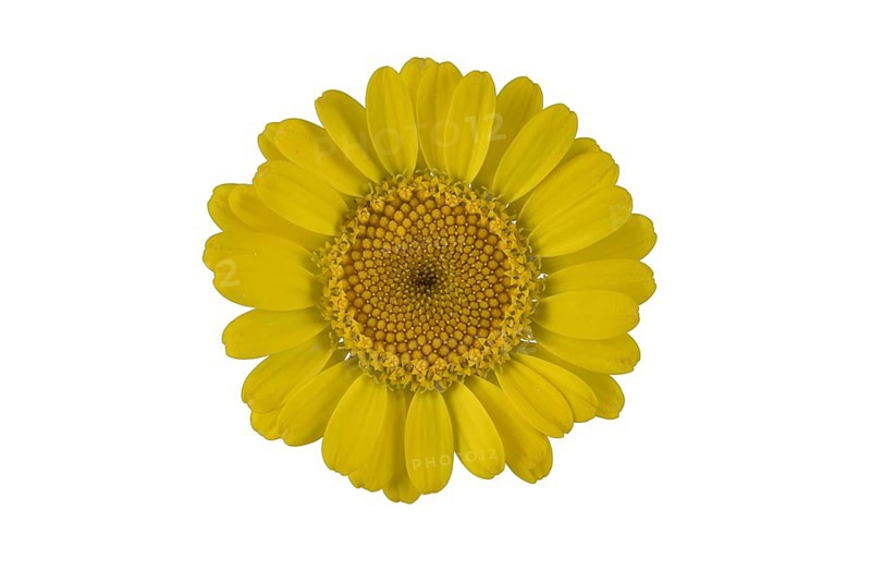 Golden marguerite