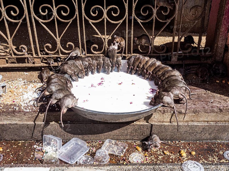 Sacred Rats