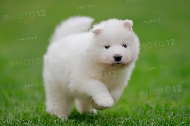 Samoyed Domestic dog