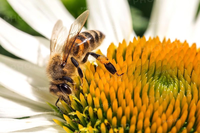 Honey bee