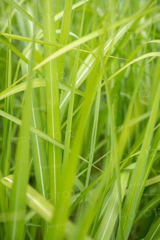 Chinese reed