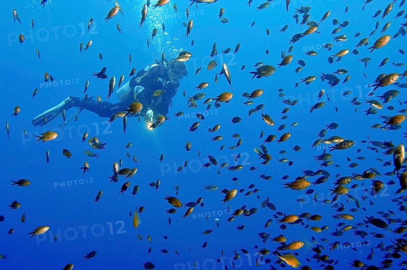 Diver looking at shoal of Mediterranean finfish