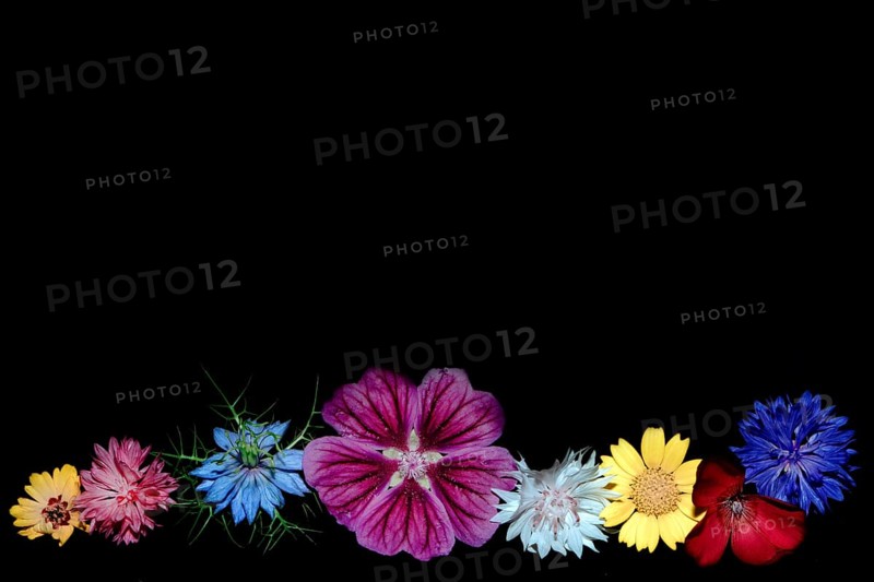 Various colourful flowers of meadow flowers lie in a row