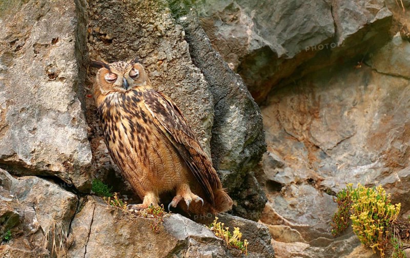 Sleeping owl