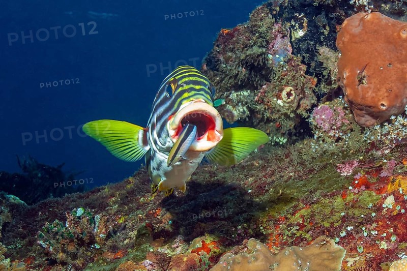 Sweetlips