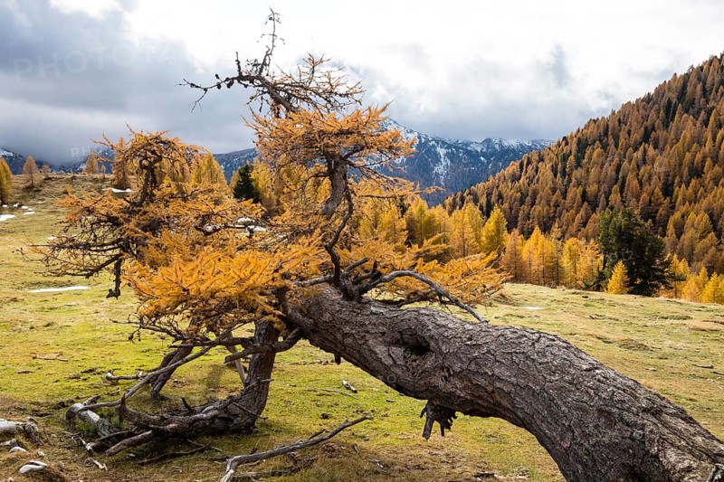 Fallen autumn-coloured larch